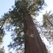 Riesenmammutbäume in Tuolumne Grove (Yosemite National Park)