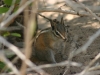 Chipmunk