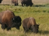 Bison Bulle und Kuh
