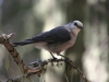 Neugieriger und hungriger Meisenhäher (Gray Jay)