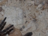 tarantula1
